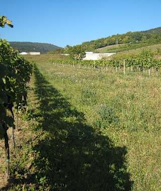 Der Cobenzl (382 m) ist eine ringsum freie Aussichtsterrasse mit Restaurant, Stadtheurigem und einer Bushaltestelle der Linie 38 A (Grinzing Kahlenberg – Leopoldsberg). Es lohnt sich, auf das weite Häusermeer Wiens herabzuschauen!