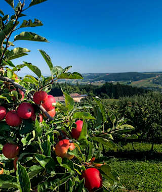 Äpfel aus dem Thermen- und Vulkanland Steiermark