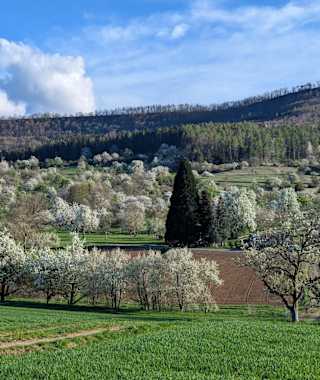 Steuobstwiesen am Fusse des Farrenberges