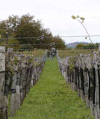 Wandern in den Weinbergen