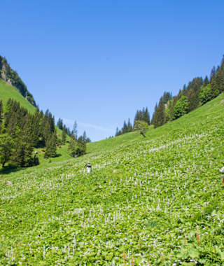 Kurz vor dem Bäckenalmsattel