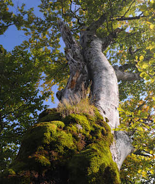 Baumveteranen am Weg