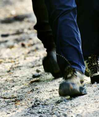 Pilgerfüsse müssen viel aushalten