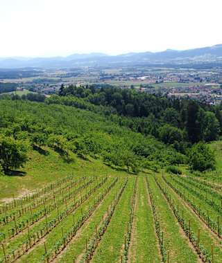 Weingarten beim Lenzbauer