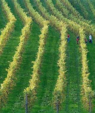 Weinreben im Apfelland