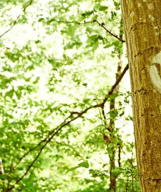 Wandern am Weitwanderweg Nibelungengau