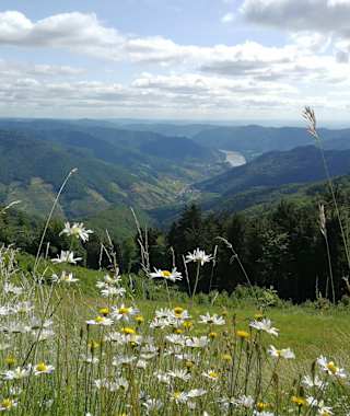 Welterbesteig Wachau - Etappe 5: Jauerling