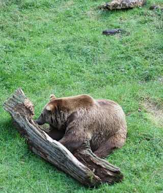 Wildnis total: Bayerischer Wald