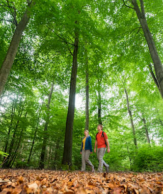 Durch schöne Waldabschnitte führt der Wildnis-Trail.