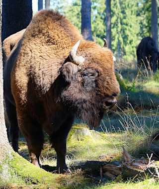 Eindrucksvoll - Wisent