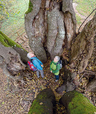 Die uralte Tassilolinde bei Wessobrunn