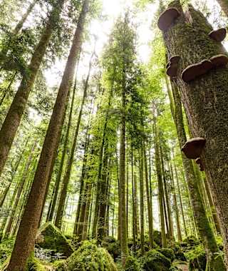 Der dichte Wald rund um den Zinnkopf
