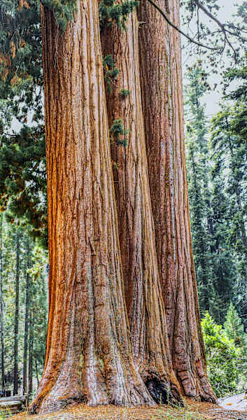 Mammutbäume Kalifornien Sierra Nevada