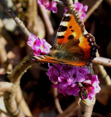 Seidelbast, Seidelbastgewächse: Blütezeit: März – Mai. Nicht nur was fürs Auge, sondern vor allem auch für die Nase ist der giftige Seidelbast mit seinem betörenden Duft, der wohl auch den „Kleinen Fuchs“ angelockt hat.