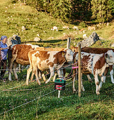 Bergbauern, Kühe, Weide