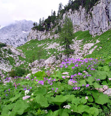 Alpenflora im Toten Gebirge bei der Pühringer Hütte