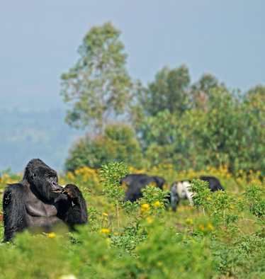 Virungas Berggorillas Reise