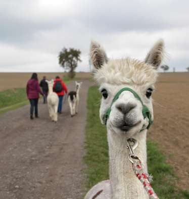 Alpaka-Wanderung mit Alpaka im Vordergrund