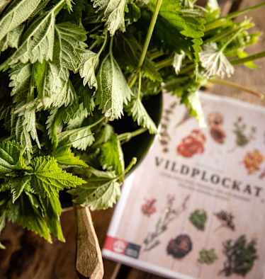 Camping Rezepte Brennnessel