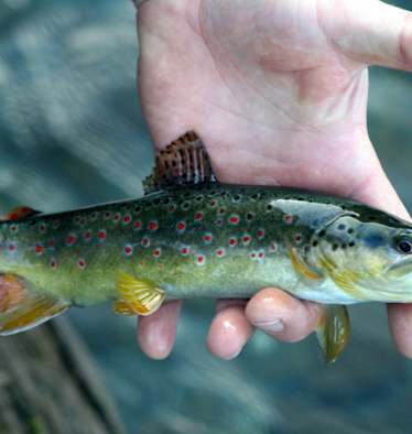 Bachforelle Fliegenfischen Zillertal