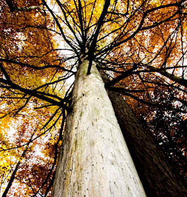 Ein Wald voller bunter Blätter