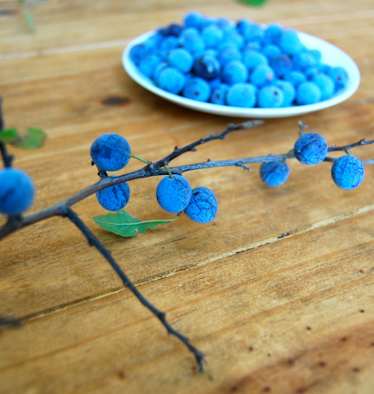 Der Schlehdorn, auch als Schlehendorn, Schlehe, Heckendorn, Schwarzdorn oder Deutsche Akazie bezeichnet, zählt zu den Steinobstgewächsen innerhalb der Familie der Rosengewächse