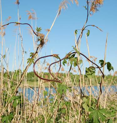 Selbstgemacht: Wilder Spargel