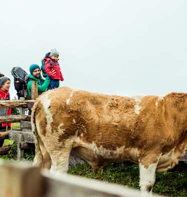 Teichalm Rinderzucht Wandern