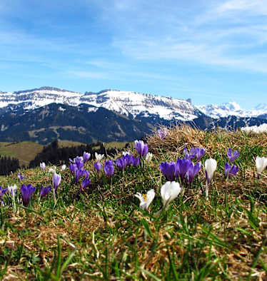 Krokusse auf Rämisgummen – Im Hintergrund die verschneite Schratteflue und Berner Alpen