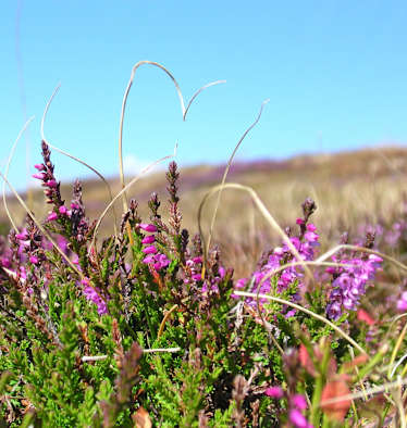 Die Erika in voller Blüte.