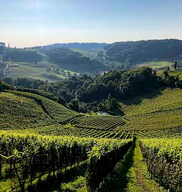 Die Weinberge der Südsteiermark