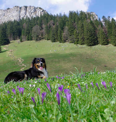 Heuberg: Wandern mit Hund