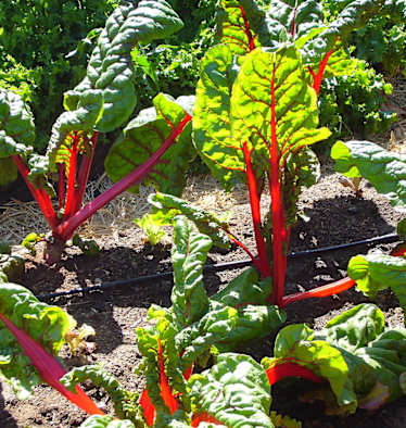 Mangold mit rotem Stiel