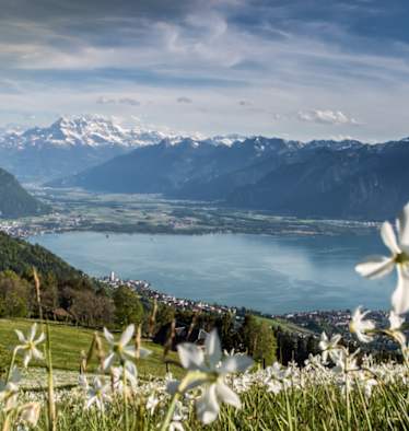 Der Narzissenweg: Blütenpracht und sagenhafte Aussicht auf den Genfersee