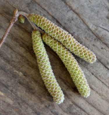 Öffnen sich die Haselkätzchen im Frühling, dann werden die vielen Einzelblüten sichtbar