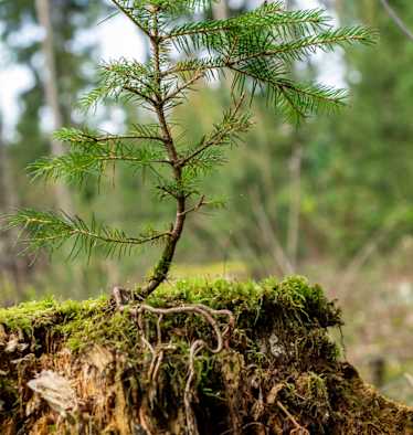Terra-Mater-Wald-Setzling