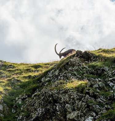 Den Steinbock bekommt man am Steinbock-Trek am Brienzer Rothorn häufig zu Gesicht.