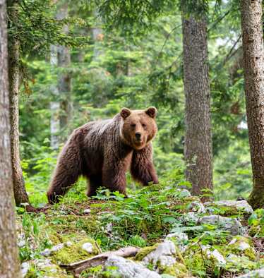 Unwahrscheinlich, aber nicht unmöglich: Beim Wandern in den Alpen auf einen Braunbären zu treffen