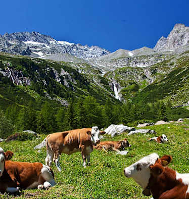 Kühe auf Alm: Almenrunde im Ahrntal in Südtirol
