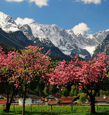 Frühling in den Bergen: Kirschblüte im bayerischen Wettersteingebirge