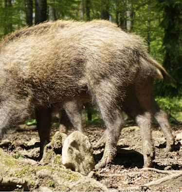 Wildschnwein Bayerischer Wald