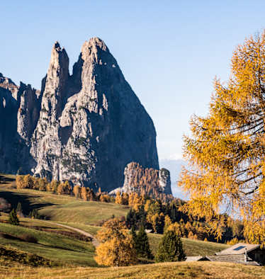 Herbstzauber auf der Seiser Alm: Zwischen goldgelben Lärchen recken sich die schroff-grauen Dolomitengipfeln in den Himmel.