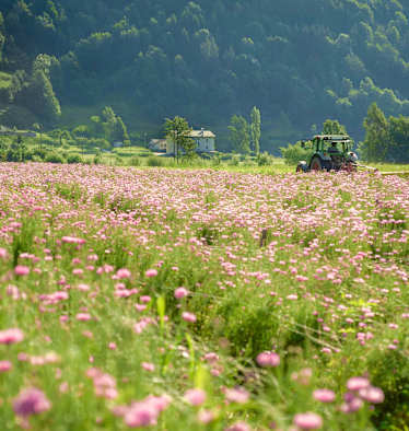 Ein Traktor auf der Kräuterwiese