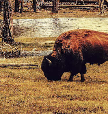 Der Bison ist das größte Landsäugetier Nordamerikas. Er steht für Stärke, Präsenz und Willenskraft.