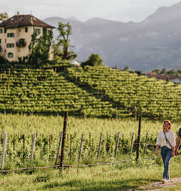 Sanfte Wanderwege entlang der Weinreben laden in Neumarkt zum Flanieren ein.