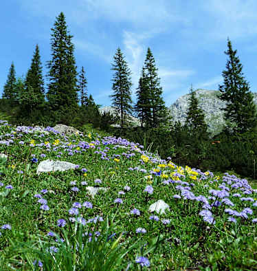 Blumenvielfalt im Karwendel