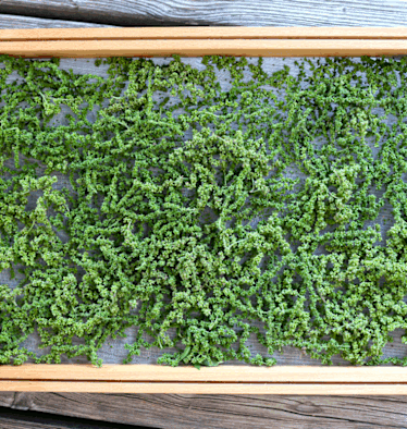 Für den Winter Vorrat können Brennnessel-Samen einfach selbst getrocknet werden.