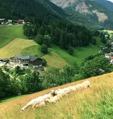 Villnösser Brillenschafe auf ihrer Weide im Tal