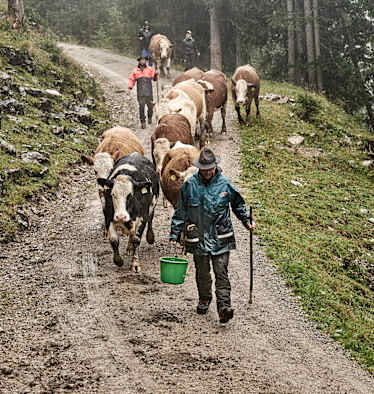 Der Almabtrieb am Ende des Sommers gehört der Tradition der Bergbauern an.