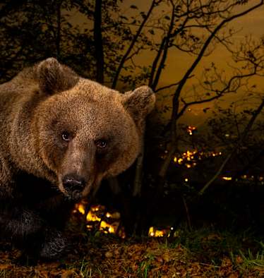 ServusTV Bergwelten Doku mit Horst Eberhöfer, Bär Brenta